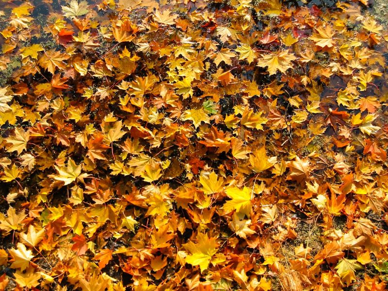 czy garbić liście na zimę