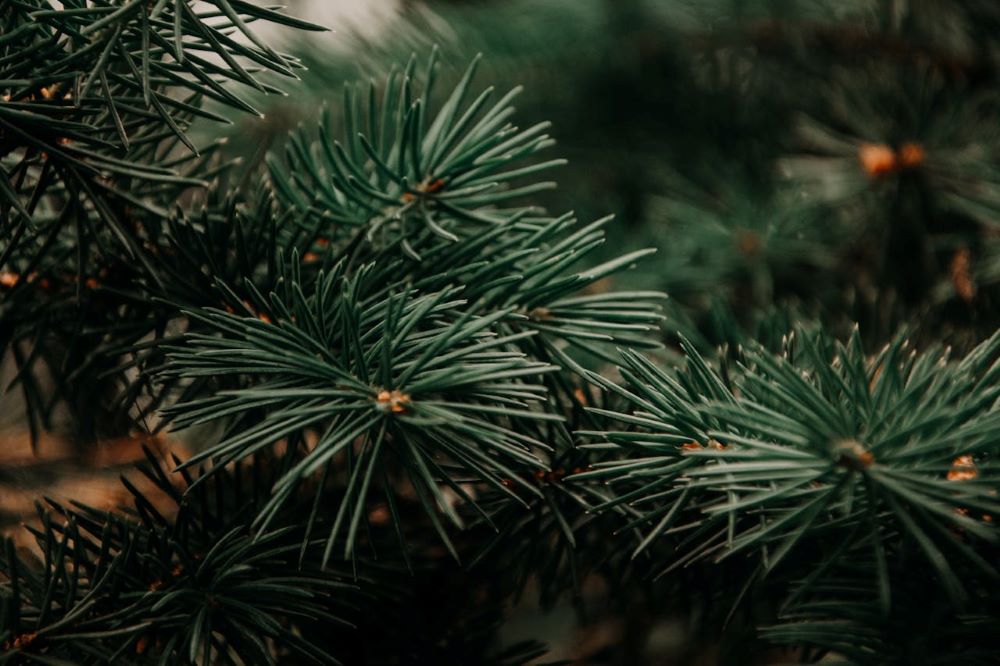 kiedy przycinać świerk