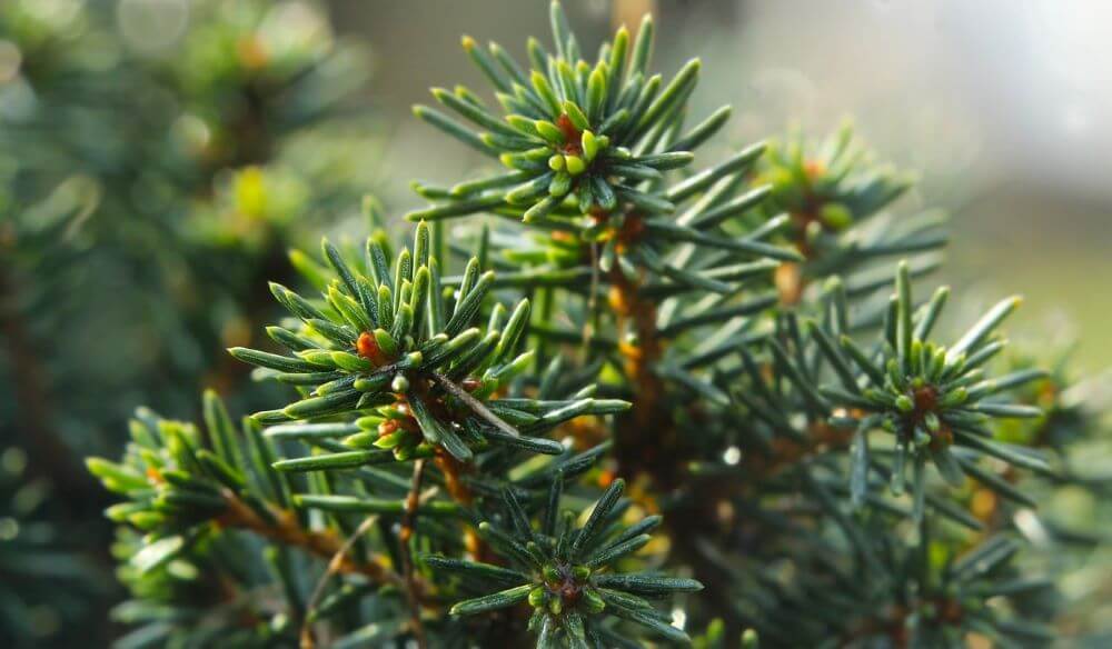 kiedy przycinać świerk