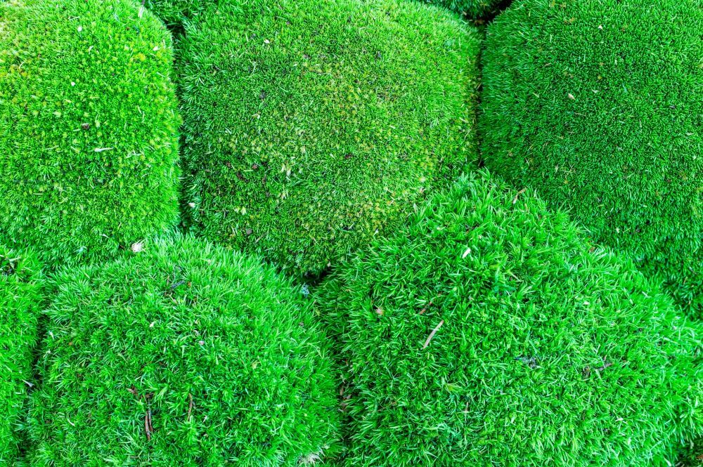 mech chrobotek jak przykleić