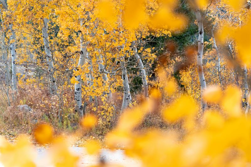 Przycinanie brzozy jesienią Przycinanie brzozy jesienią