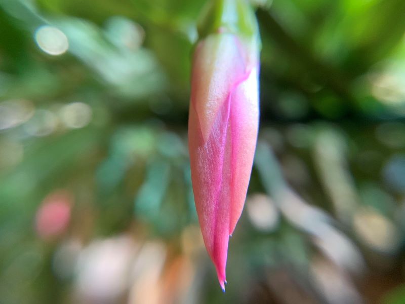 Dlaczego grudnik gubi liście dlaczego grudnik gubi liście