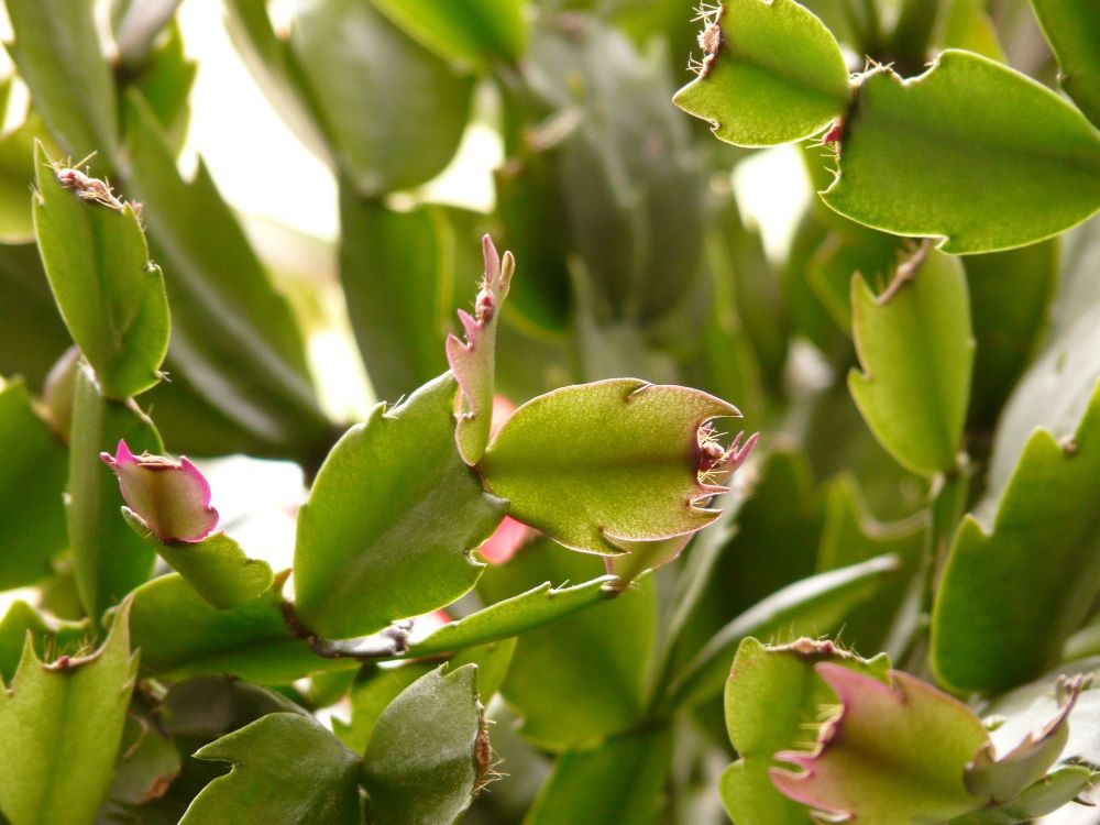 dlaczego grudnik gubi liście