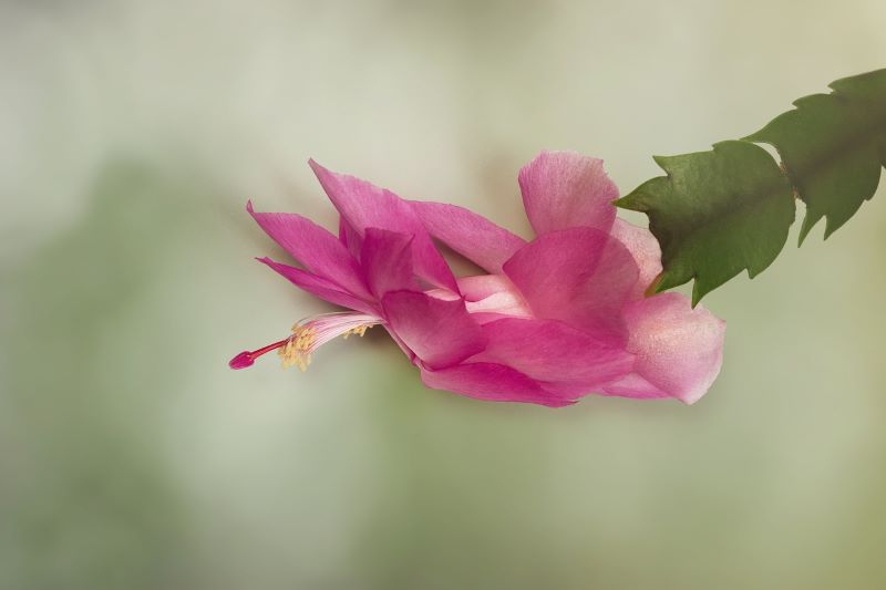 Różowe pomarszczone liście grudnika pomarszczone liście grudnika