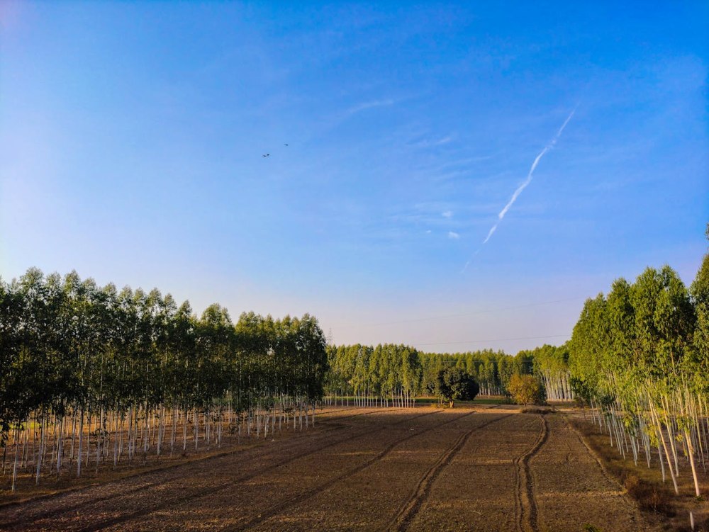 Plantacje drzew tlenowców plantacje drzew tlenowych