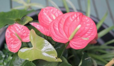 anturium kwiat
