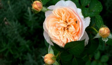 co wysypać wokół róż