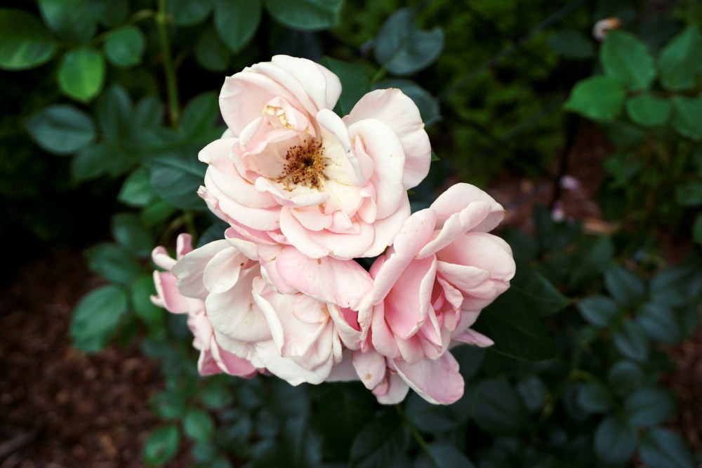 co wysypać wokół róż - kora sosnowa