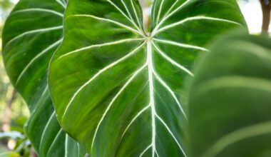 filodendron - uprawa, pielęgnacja, odmiany