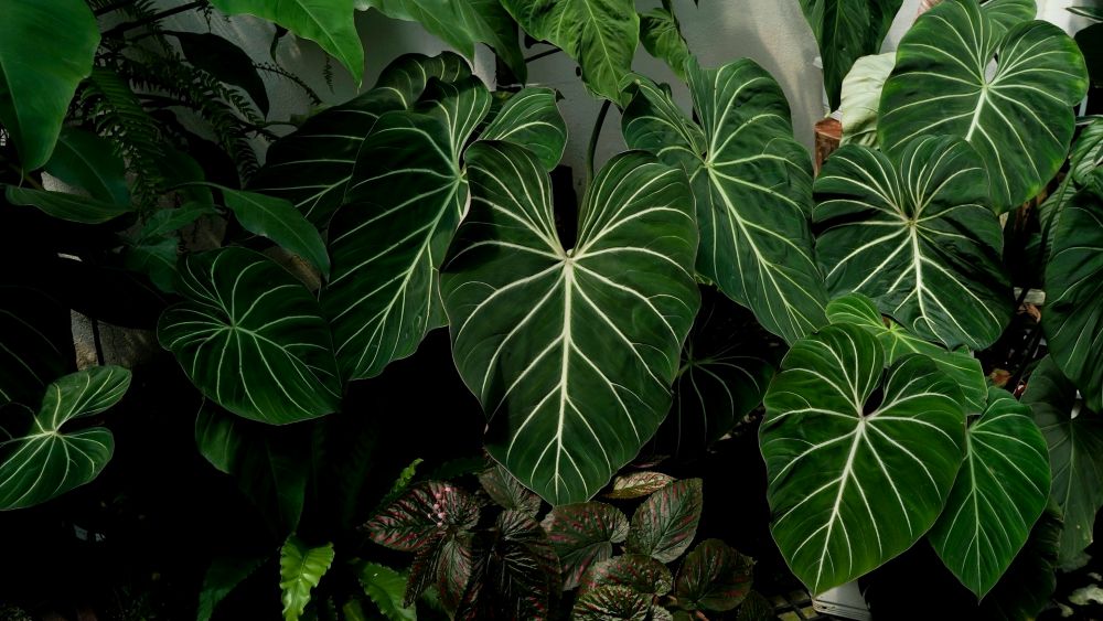 Filodendron z wielkimi zielonymi liścmi filodendron - uprawa