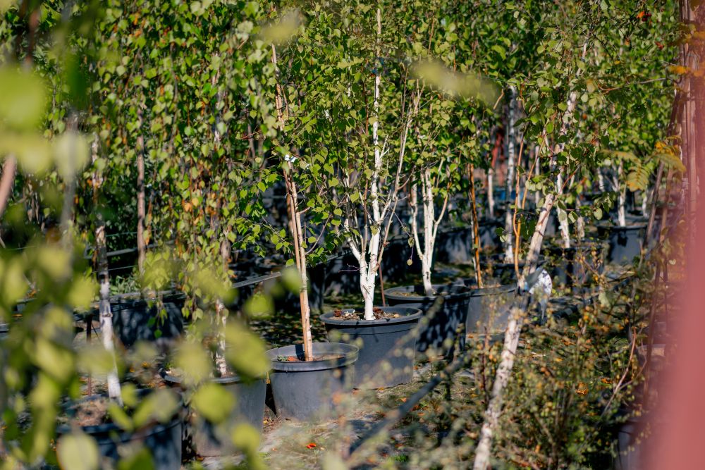 brzozy w donicach gotowe do rozsadzenia