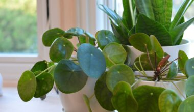 kwiat pieniążek jak pielęgnować