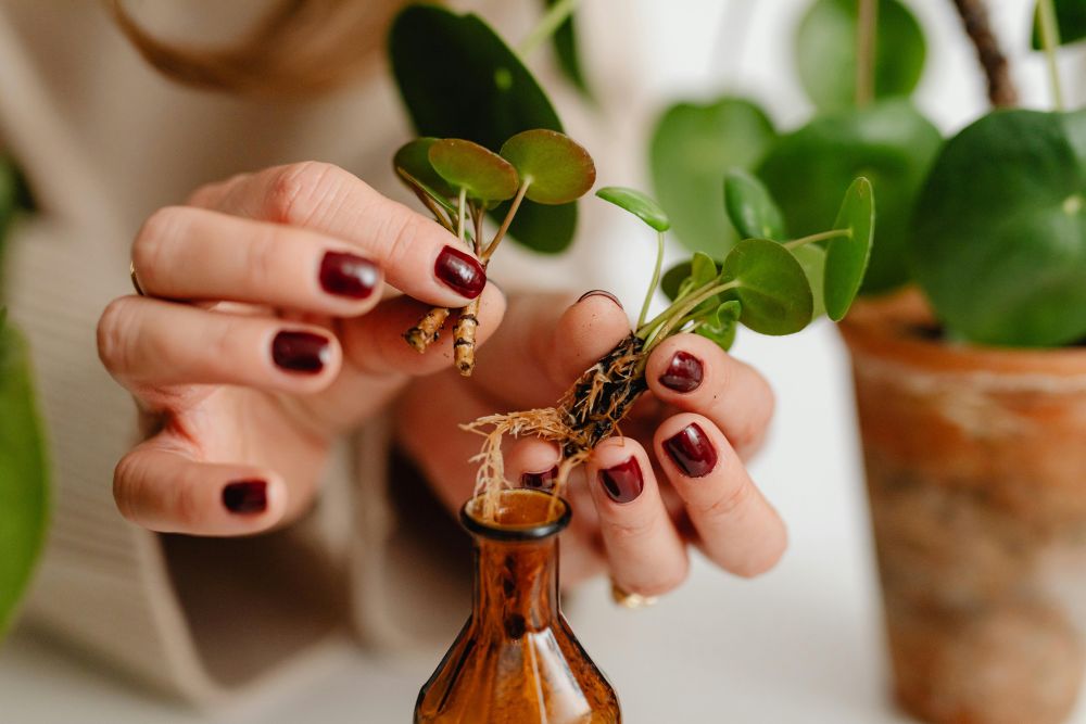 kwiat pieniążek rozmnażanie