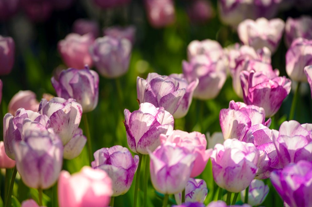 wiosenne kwiaty - najpopularniejsze gatunku