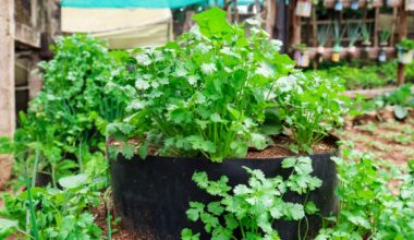 kolendra - uprawa w ziemi