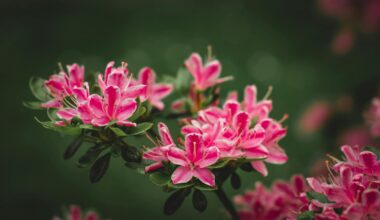 azalia na pniu różowa