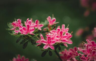 azalia na pniu różowa