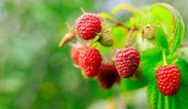 jak odróżnić maliny letnie od jesiennych