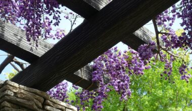 jak zrobić podpory dla glicynii