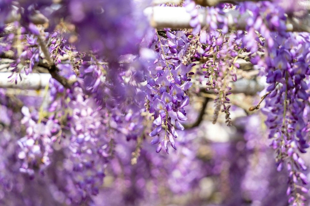 jak zrobić podpory dla glicynii w ogrodzie jak zrobić podpory dla glicynii w ogrodzie