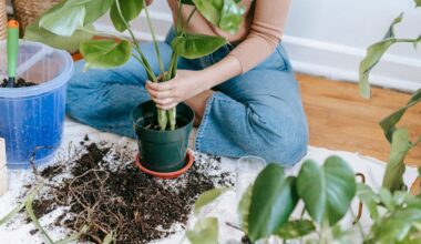 przesadzanie monstery