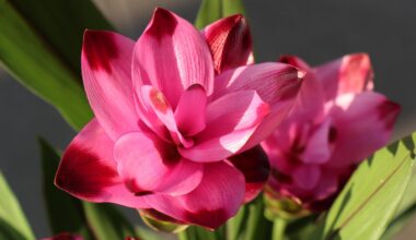 kwiat kurkuma jak uprawiać