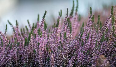 czy wrzosy są wieloletnie