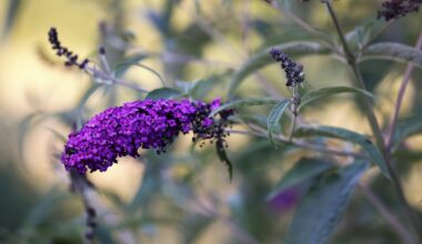 czy budleja kwitnie w pierwszym roku po posadzeniu