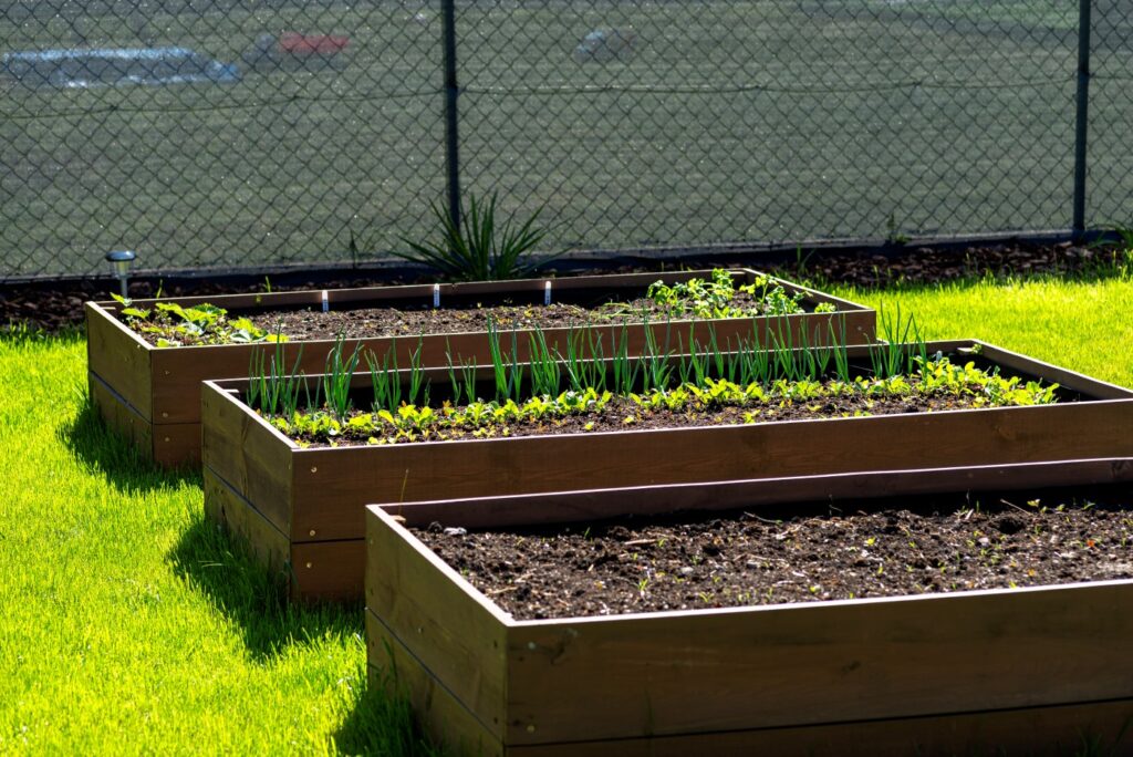 skrzynia na warzywa w ogrodzie