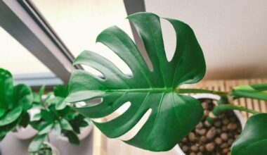 jaka ziemia do monstery