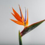 strelicja zwija liście