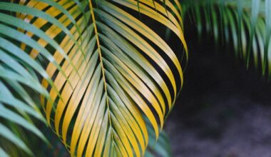 uschnięta palma jak uratować