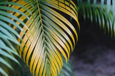 uschnięta palma jak uratować