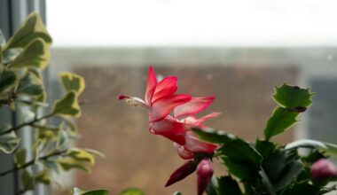 domowy nawóz do grudnika