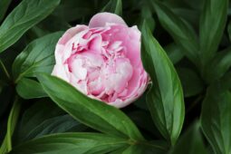 kiedy przesadzić piwonie