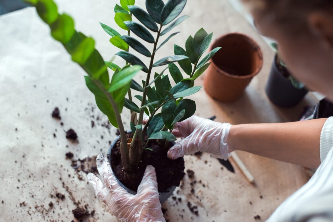 Przesadzanie zamiokulkasa