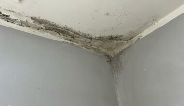 Profesjonalne odgrzybianie