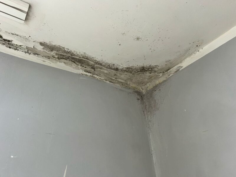 Profesjonalne odgrzybianie