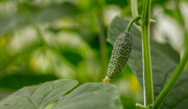 Kiedy siać ogórki na zbiór jesienny