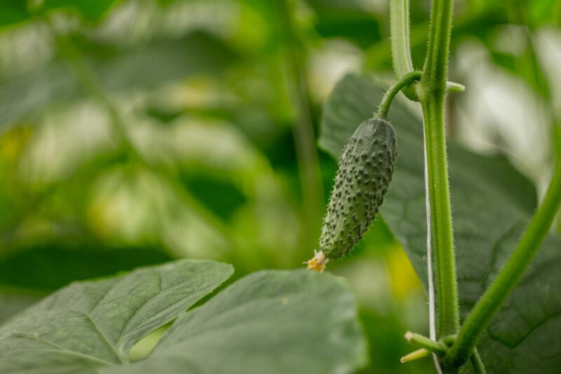 Kiedy siać ogórki na zbiór jesienny