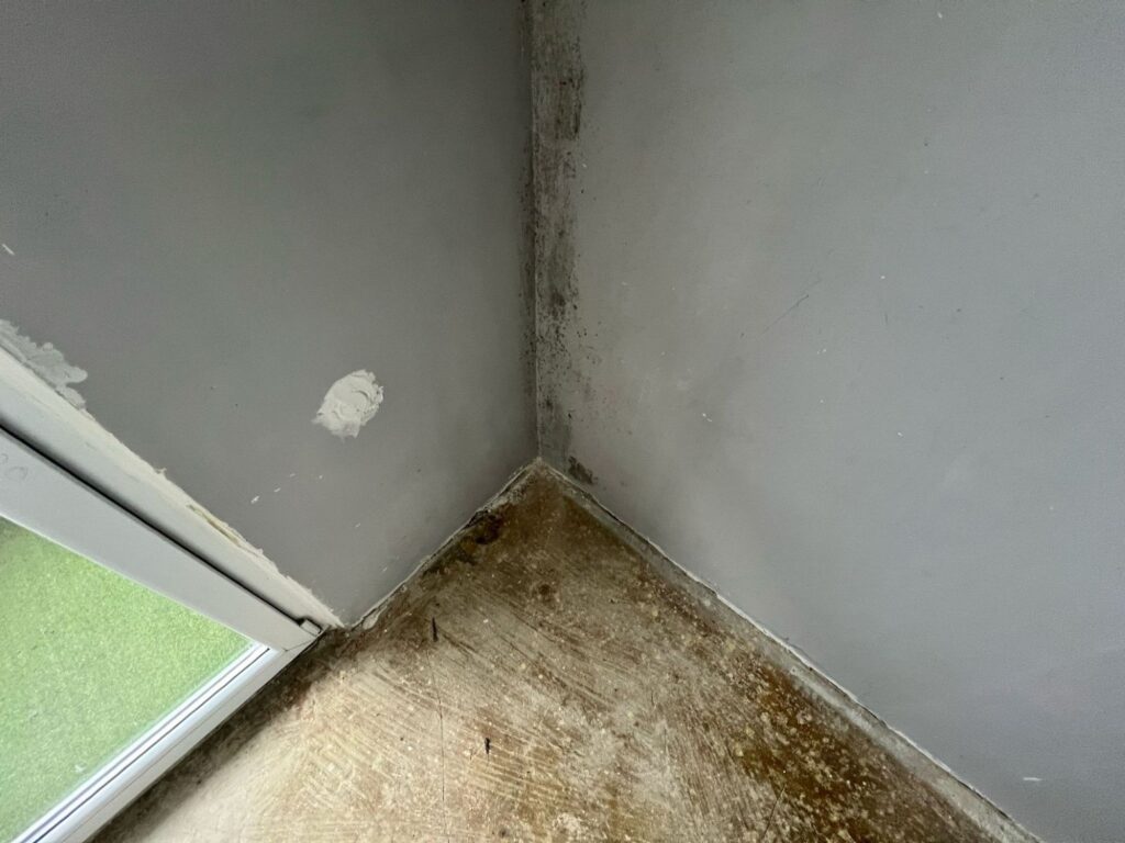 Odgrzybianie i profilaktyka