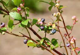 Przenawożenie borówki amerykańskiej – objawy