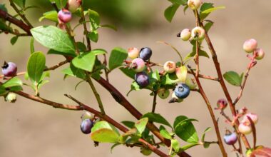 Przenawożenie borówki amerykańskiej – objawy