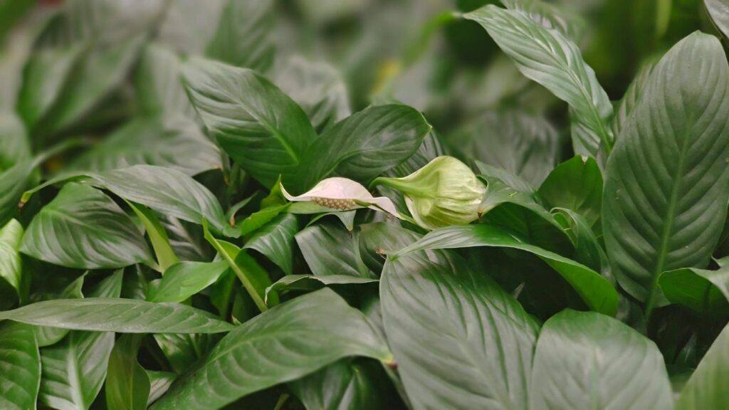 Skrzydłokwiat i brązowe końcówki liści