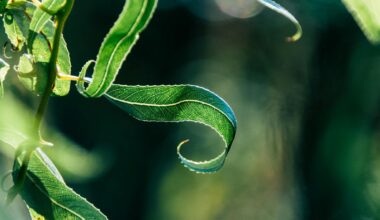 Wierzba pleciona uprawa