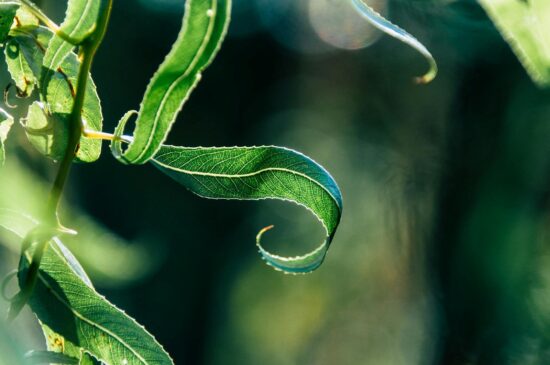 Wierzba pleciona uprawa