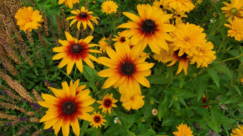 Rudbekia