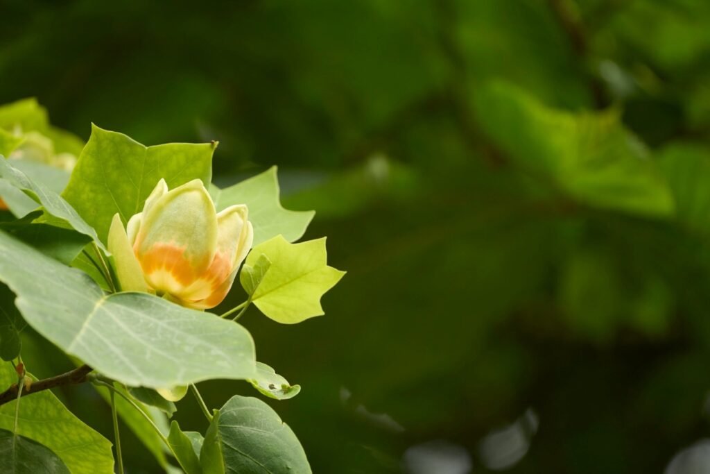 tulipanowiec po 10 latach