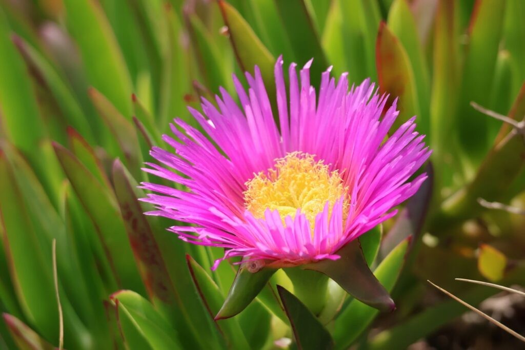 aptenia sercolistna uprawa