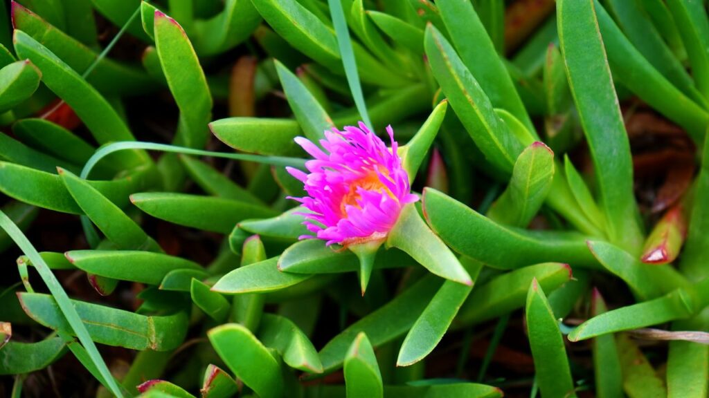 aptenia sercolistna